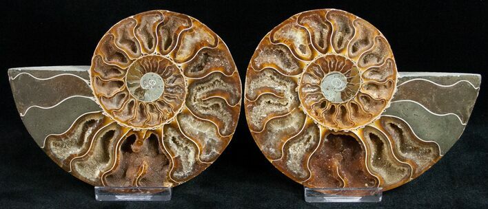 Beautiful Cut/Polished Ammonite (Pair) #11796